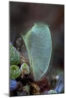 A Colorful Tunicate Grows on a Reef in Lembeh Strait, Indonesia-Stocktrek Images-Mounted Photographic Print