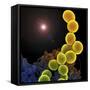 A Colorized Scanning Electron Micrograph of a White Blood Cell Eating Mrsa-Stocktrek Images-Framed Stretched Canvas