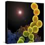 A Colorized Scanning Electron Micrograph of a White Blood Cell Eating Mrsa-Stocktrek Images-Stretched Canvas