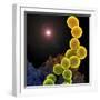 A Colorized Scanning Electron Micrograph of a White Blood Cell Eating Mrsa-Stocktrek Images-Framed Photographic Print