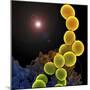 A Colorized Scanning Electron Micrograph of a White Blood Cell Eating Mrsa-Stocktrek Images-Mounted Photographic Print