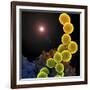 A Colorized Scanning Electron Micrograph of a White Blood Cell Eating Mrsa-Stocktrek Images-Framed Photographic Print