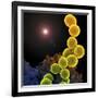 A Colorized Scanning Electron Micrograph of a White Blood Cell Eating Mrsa-Stocktrek Images-Framed Photographic Print