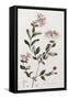 A Colour Plate from Curtis' Flora Londinesis-William Curtis-Framed Stretched Canvas