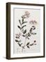 A Colour Plate from Curtis' Flora Londinesis-William Curtis-Framed Giclee Print