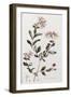 A Colour Plate from Curtis' Flora Londinesis-William Curtis-Framed Giclee Print
