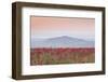 A Colourful Display of Poppies Above the Village of Sancerre in the Loire Valley-Julian Elliott-Framed Photographic Print