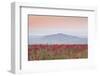 A Colourful Display of Poppies Above the Village of Sancerre in the Loire Valley-Julian Elliott-Framed Photographic Print