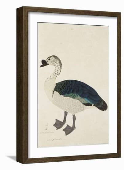 A Comb Drake (Sarkidiornis Melanota), C.1780-Ram Das-Framed Giclee Print