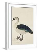 A Comb Drake (Sarkidiornis Melanota), C.1780-Ram Das-Framed Giclee Print