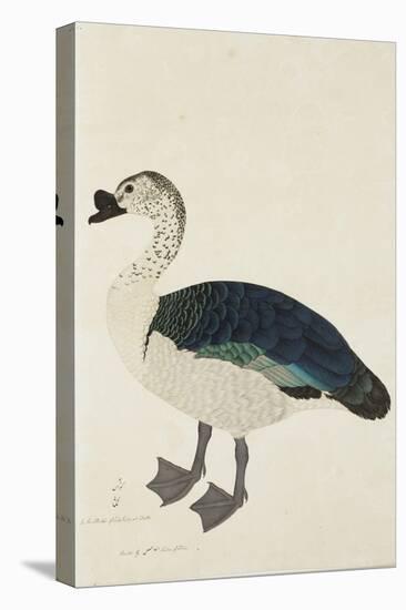 A Comb Drake (Sarkidiornis Melanota), C.1780-Ram Das-Stretched Canvas