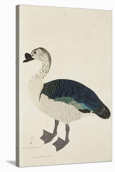 A Comb Drake (Sarkidiornis Melanota), C.1780-Ram Das-Stretched Canvas