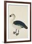 A Comb Drake (Sarkidiornis Melanota), C.1780-Ram Das-Framed Giclee Print