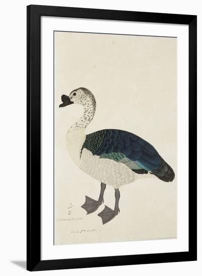 A Comb Drake (Sarkidiornis Melanota), C.1780-Ram Das-Framed Giclee Print