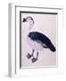 A Comb Duck, C.1800-null-Framed Premium Giclee Print