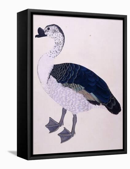 A Comb Duck, C.1800-null-Framed Stretched Canvas