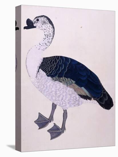 A Comb Duck, C.1800-null-Stretched Canvas