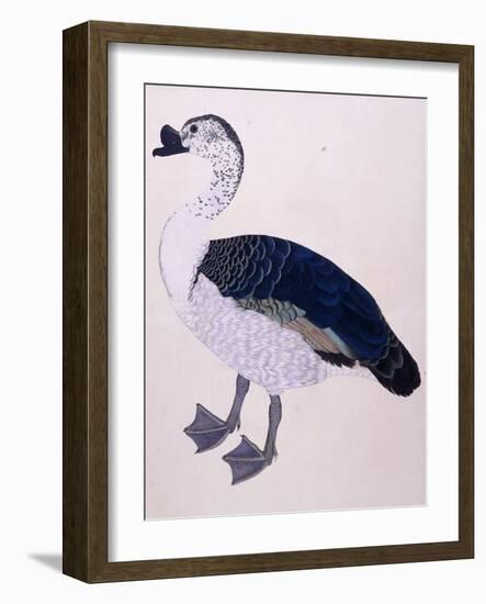 A Comb Duck, C.1800-null-Framed Giclee Print