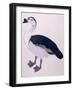 A Comb Duck, C.1800-null-Framed Giclee Print