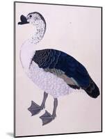 A Comb Duck, C.1800-null-Mounted Giclee Print