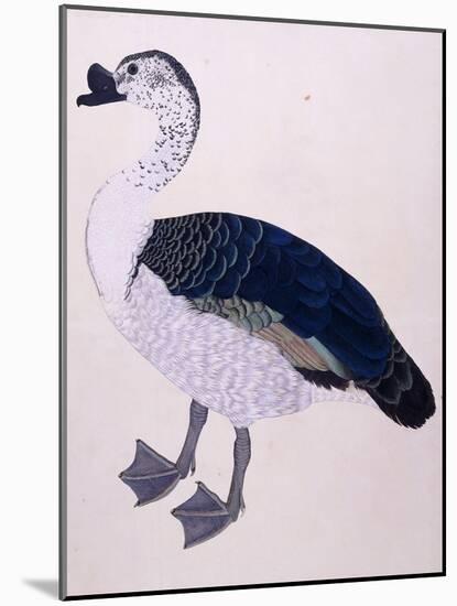 A Comb Duck, C.1800-null-Mounted Giclee Print