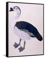 A Comb Duck, C.1800-null-Framed Stretched Canvas