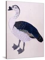 A Comb Duck, C.1800-null-Stretched Canvas