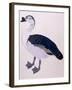 A Comb Duck, C.1800-null-Framed Giclee Print