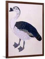 A Comb Duck, C.1800-null-Framed Giclee Print