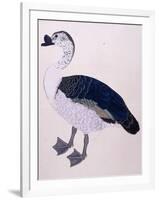 A Comb Duck, C.1800-null-Framed Giclee Print