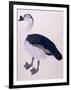 A Comb Duck, C.1800-null-Framed Giclee Print