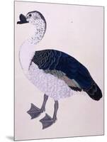 A Comb Duck, C.1800-null-Mounted Giclee Print