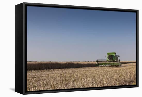 A Combine Harvester Harvests Corn, Maidenhead, Berkshire, England, United Kingdom, Europe-Charlie Harding-Framed Stretched Canvas