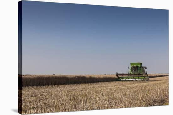 A Combine Harvester Harvests Corn, Maidenhead, Berkshire, England, United Kingdom, Europe-Charlie Harding-Stretched Canvas