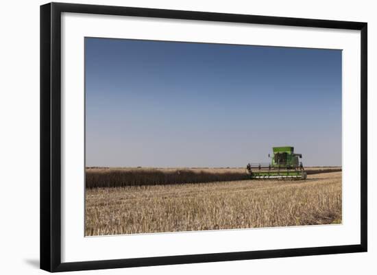 A Combine Harvester Harvests Corn, Maidenhead, Berkshire, England, United Kingdom, Europe-Charlie Harding-Framed Photographic Print