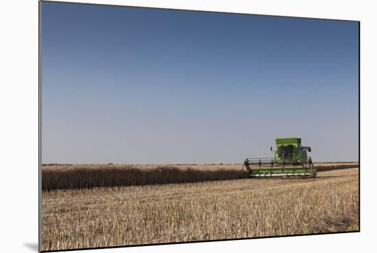 A Combine Harvester Harvests Corn, Maidenhead, Berkshire, England, United Kingdom, Europe-Charlie Harding-Mounted Photographic Print