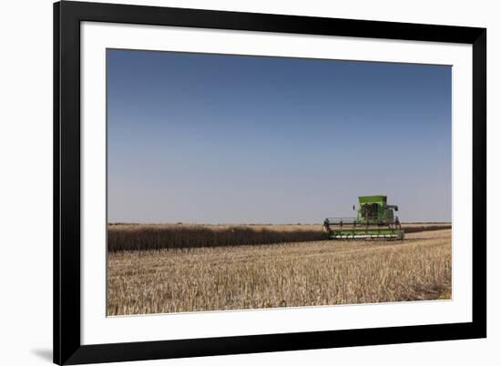 A Combine Harvester Harvests Corn, Maidenhead, Berkshire, England, United Kingdom, Europe-Charlie Harding-Framed Photographic Print