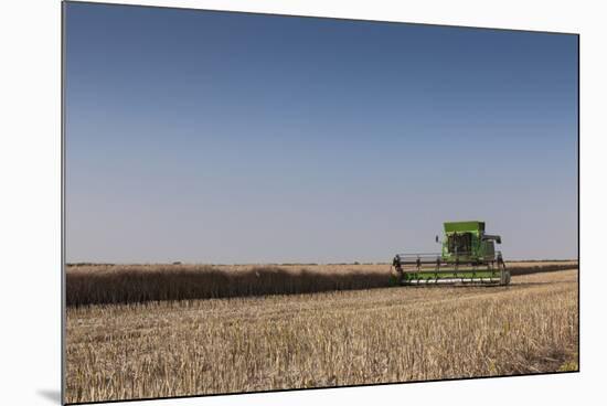 A Combine Harvester Harvests Corn, Maidenhead, Berkshire, England, United Kingdom, Europe-Charlie Harding-Mounted Photographic Print