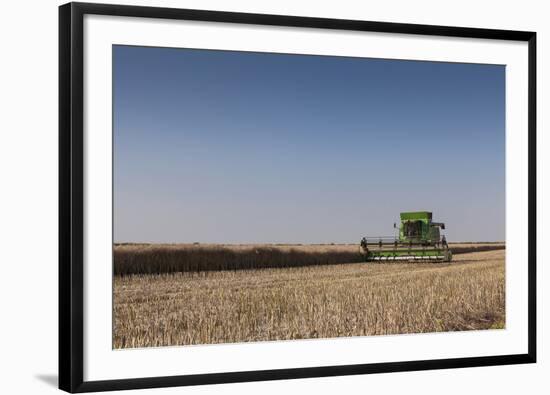 A Combine Harvester Harvests Corn, Maidenhead, Berkshire, England, United Kingdom, Europe-Charlie Harding-Framed Photographic Print