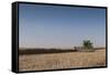 A Combine Harvester Harvests Corn, Maidenhead, Berkshire, England, United Kingdom, Europe-Charlie Harding-Framed Stretched Canvas