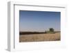 A Combine Harvester Harvests Corn, Maidenhead, Berkshire, England, United Kingdom, Europe-Charlie Harding-Framed Photographic Print