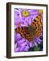 A Comma Butterfly One of Many Migrant Butterflies-null-Framed Photographic Print