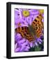 A Comma Butterfly One of Many Migrant Butterflies-null-Framed Photographic Print