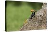 A Common Agama, an Invasive Species from Africa, Photographed in South Florida-Neil Losin-Stretched Canvas