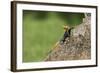 A Common Agama, an Invasive Species from Africa, Photographed in South Florida-Neil Losin-Framed Photographic Print