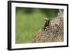 A Common Agama, an Invasive Species from Africa, Photographed in South Florida-Neil Losin-Framed Photographic Print