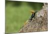 A Common Agama, an Invasive Species from Africa, Photographed in South Florida-Neil Losin-Mounted Photographic Print