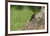 A Common Agama, an Invasive Species from Africa, Photographed in South Florida-Neil Losin-Framed Photographic Print
