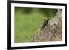 A Common Agama, an Invasive Species from Africa, Photographed in South Florida-Neil Losin-Framed Photographic Print