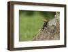 A Common Agama, an Invasive Species from Africa, Photographed in South Florida-Neil Losin-Framed Photographic Print